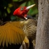 Datel svetlezoby - Campephilus guatemalensis - Pale-billed woodpecker 2895